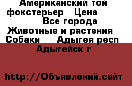 Американский той фокстерьер › Цена ­ 25 000 - Все города Животные и растения » Собаки   . Адыгея респ.,Адыгейск г.